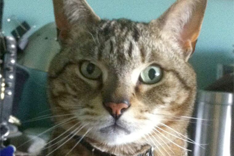 Zeb started hiding in a box and doing other odd things - for him, anyway - a couple of years ago.