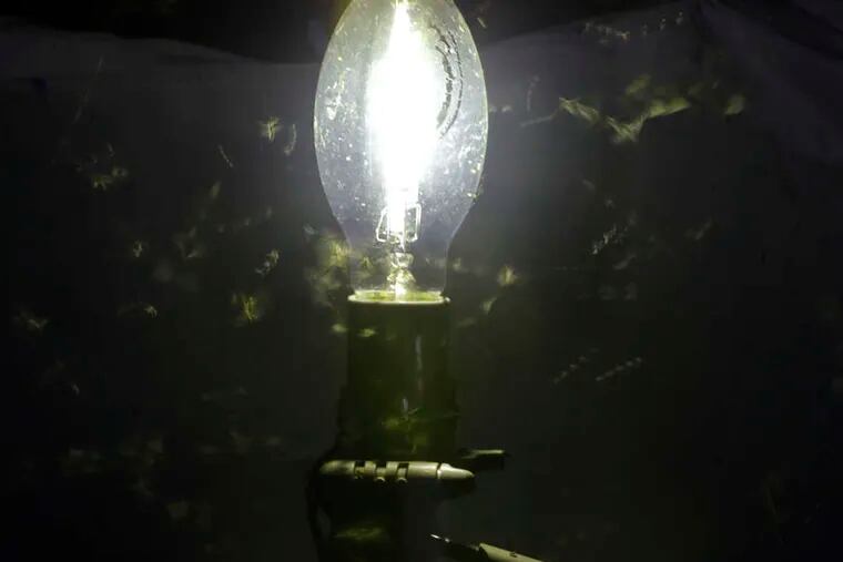 A mercury vapor bulb is used to attract moths to a hanging sheet (in the background) during Moth Mania.