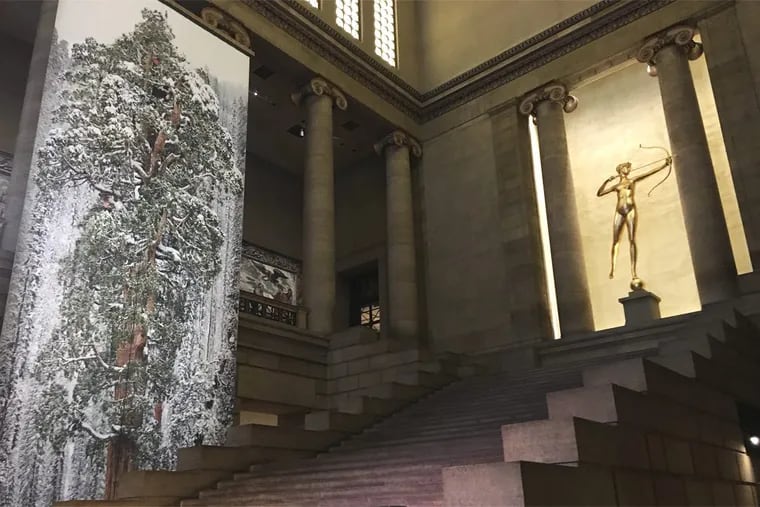 A 60-foot print of a 3,200-year-old sequoia tree hangs in the Great Stair Hall at the Art Museum.