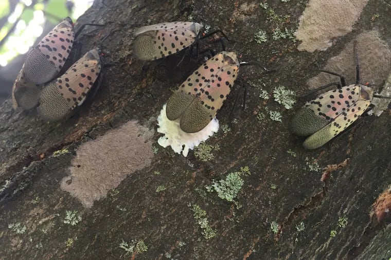 The female spotted lanternfly secretes a white foam substance to cover her eggs. The covering will eventually turn gray.