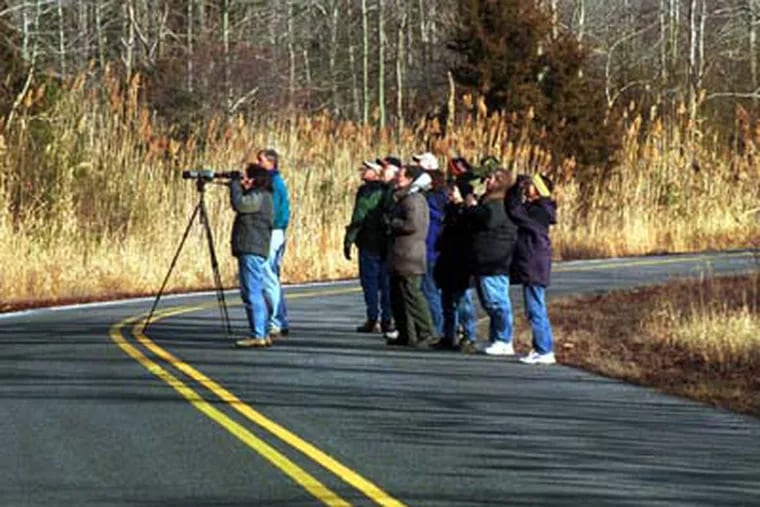 Cape May Bird Observatory is promoting bird walks in remote parts of South Jersey. A bird walk is lead by Peter Dunne in Dividing Creek, Cumberland County. (Sarah Glover / Staff Photographer)