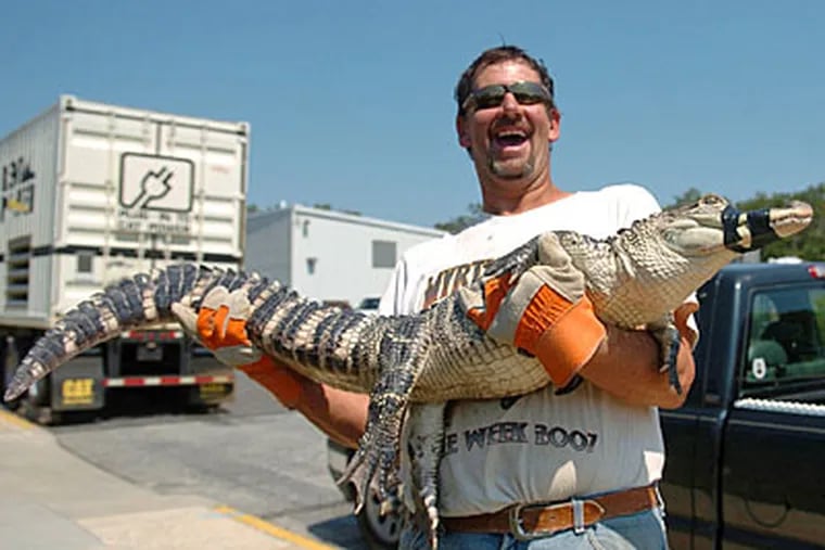 ‘Crocodile Jersey’: Live gator found in .