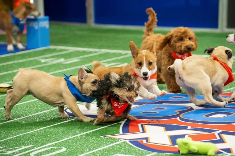 Some of the contestants in Puppy Bowl XX race across the field. The event, airing Feb. 11, was filmed in October. The contestants include Vanessa, a Yorkie from the Brandywine Valley SPCA. Vanessa competed for Team Ruff.