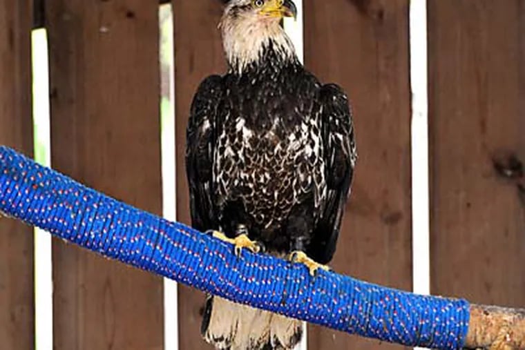 The injured eagle is getting round-the-clock care at the Schuylkill Center for Environmental Education.