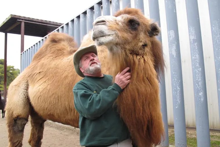 John Bergmann, general manager of Popcorn Park Zoo in Lacey Township N.J. scratches the next of Princess, a Bactrian camel famous for her ability to correctly predict the winner of football games, on Thursday Jan. 26, 2012, one day after Princess picked the New York Giants to beat the New England Patriots in the Super Bowl. Princess makes her "picks" by choosing one of two graham crackers Bergmann holds out to her, with each cracker corresponding to one of the teams involved in the game. She's 88-51 lifetime, and predicted the winners of five of the last six Super Bowls. (AP Photo/Wayne Parry)