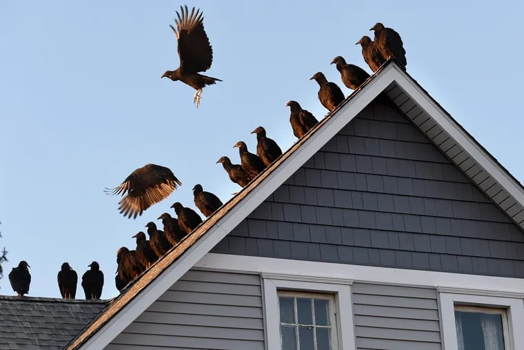 Turkey vultures and black vultures land on the roof of a home on Grant Street in Mount Holly. Hundreds roost in the town each winter.