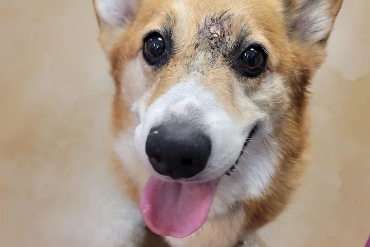 Corgi shot in the head survives, finds care at PSPCA Main Line Animal Rescue