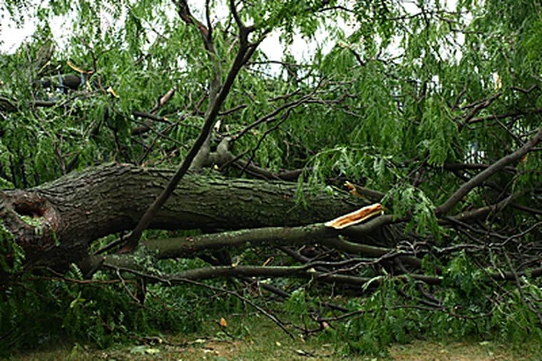 A violent storm in Gettysburg on Friday toppled most of the last surviving "witness trees" in the national cemetery. (Alison Mosier-Mills / Inquirer)