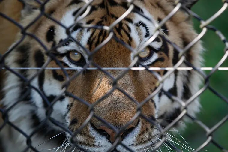 A Siberian Tiger gets close to his audience at the Cape May County Zoo on June 7, 2015. ( Michael Bryant / Staff Photographer )