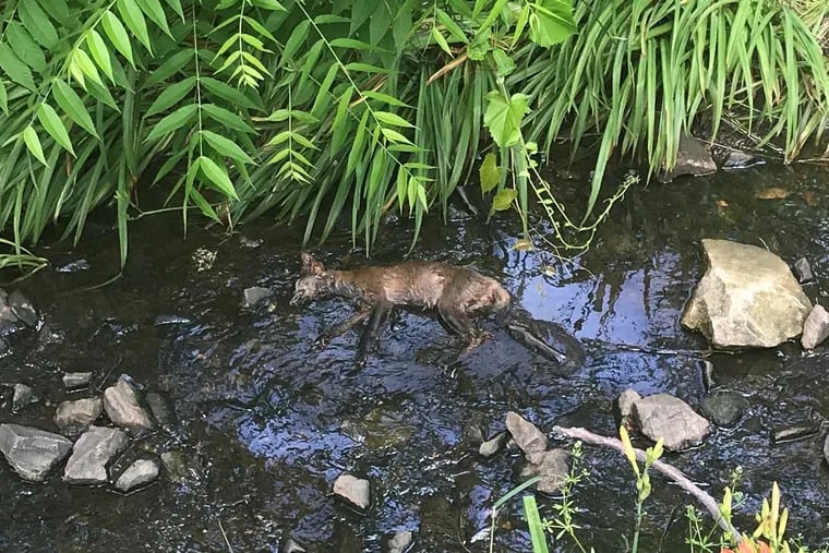 A fox that authorities say was killed by an intentional fuel spill June 11, at a Brookhaven, Pa., gas station.  A man who was driving a fuel delivery truck has been charged criminally in the case.