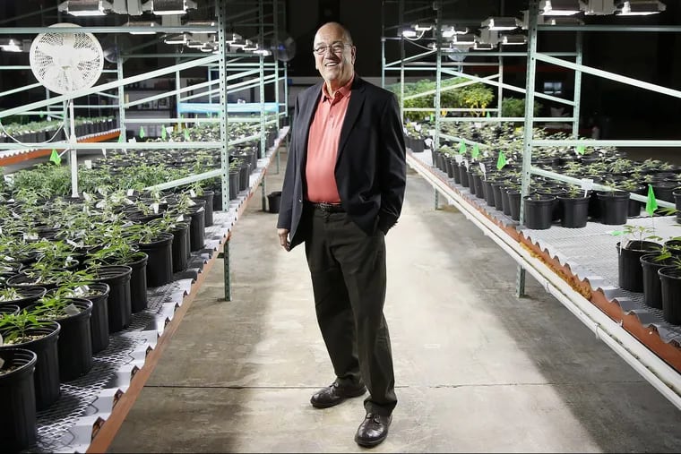Compassionate Care Foundation board chairman David Knowlton stands for a portrait among marijuana plants in the vegetative stage of growth at the Egg Harbor Township, N.J. dispensary and cultivation site on June 6, 2018. The foundation hopes to open additional dispensaries in South Jersey and also plans to convert a former greenhouse in Sewell, N.J., into another cultivation facility. 
