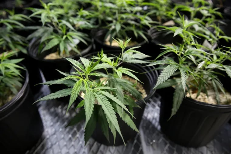 Marijuana plants in the vegetative phase grow at the Compassionate Care Foundation medical marijuana dispensary and cutivation center in Egg Harbor Township, N.J., on Wednesday, June 6, 2018. The foundation hopes to open additional dispensaries in South Jersey and also plans to convert a former greenhouse in Sewell, N.J., into another cultivation facility. TIM TAI / Staff Photographer