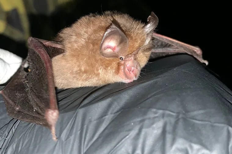Scientists think the coronavirus came from a horseshoe bat, so named for the horseshoe-shaped "leaves" on its nose. This horseshoe bat was captured in 2019 in the country of Georgia.