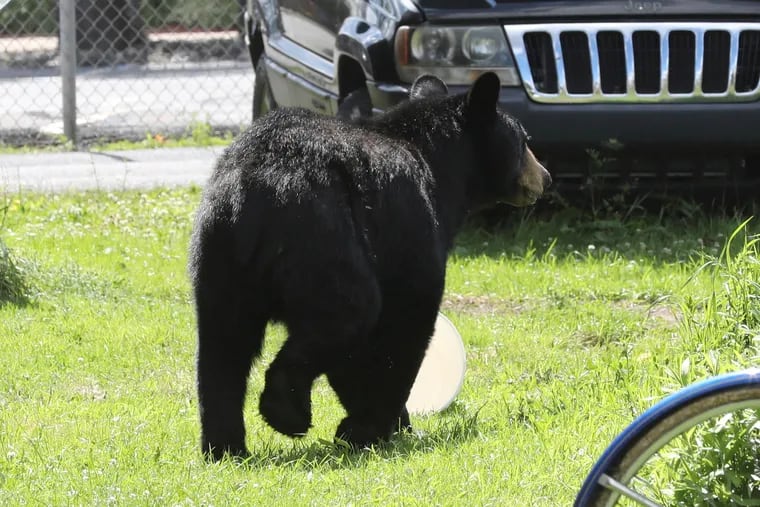 In addition to the black bear found in New Jersey last month, this one was spotted in Freeland, Luzerne County.