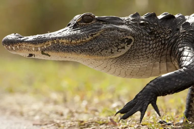 Crocs: Ancient Predators in a Modern World opens Feb. 3. at the Academy of Natural Sciences of Drexel University, Photo: Joe McDonald