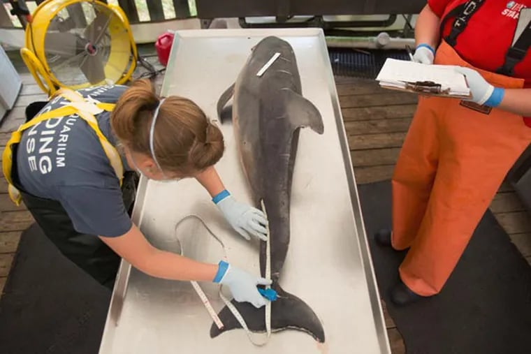 Sarah Rose, left, with the Virginia Aquarium Stranding Response Team begins a necropsy on a dead dolphin at the Virginia Aquarium Marine Animal Care Center, in Virginia Beach, Va.,  on Aug. 6, 2013.  One-hundred dolphin corpses have washed ashore this year in Virginia, dozens more than the typical yearlong toll. The century mark was reached over the weekend. Most years, about 65 dead dolphins are found in the surf. Marine biologists say dolphin strandings historically peak in May and June. In July, however, 44 dolphins were found dead. Most were discovered in the southern part of the Chesapeake Bay. Delaware and Maryland have also seen an uptick in dolphin deaths. (AP Photo/The Virginian-Pilot,L. Todd Spencer)