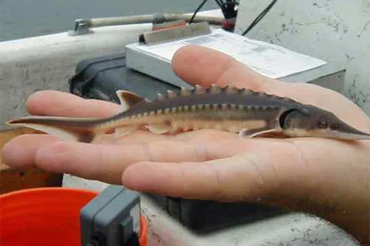Matt Fisher holds the young Atlantic sturgeon that he found last week in the Delaware River, which has excited scientists. (Photo: Delaware Department of Natural Resources and Environmental Control)
