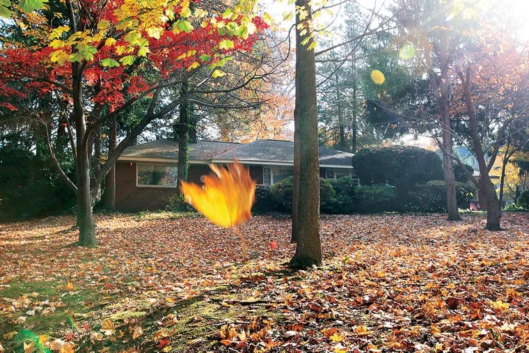 A leaf falls to the ground in a yard in Merion on November 11, 2014. (Michael S. Wirtz/Staff Photographer)