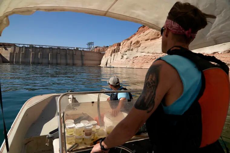 Utah State University master's student Barrett Friesen steers a boat near Glen Canyon dam on Lake Powell on June 7, 2022, in Page, Ariz. In Arizona, water officials are concerned, though not panicking, about getting water in the future from the Colorado River as its levels decline and the federal government talks about the need for states in the Colorado River Basin to reduce use.