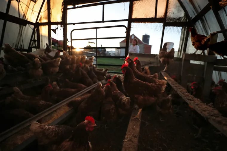 Chickens at the B.A.D. Farm, a dairy farm in the Delaware watershed, in Kempton, Pa. Climate change may affect chicken farming in Pennsylvania.