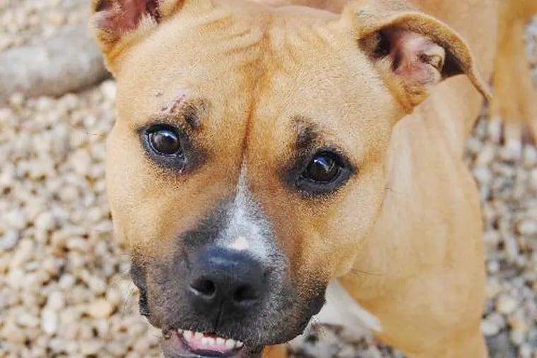 The Daily News Pet of the Week is Munchie, a 1-to-2-year-old pitbull mix at the Philadelphia Animal Welfare Society.