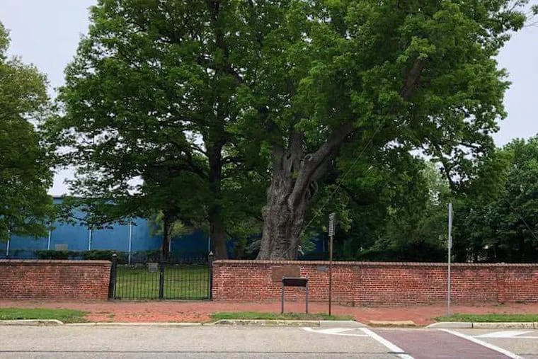 The Salem Oak's lifespan far surpassed that of the average white oak, which typically lives to be 200-300 years old.