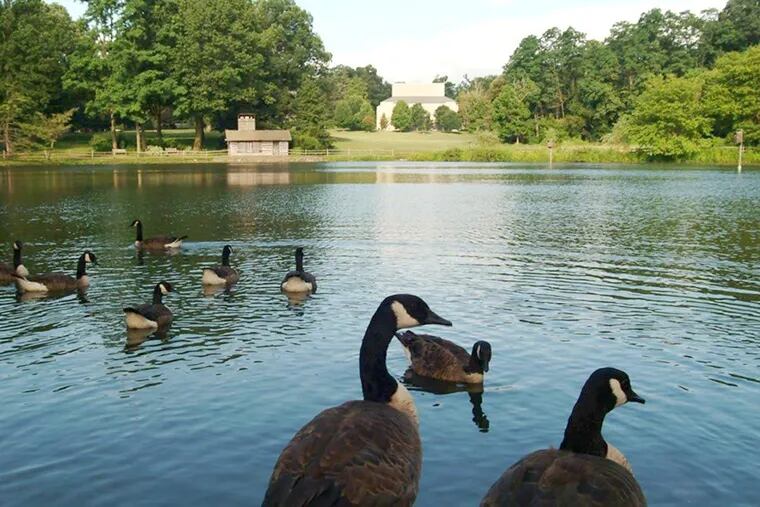 Haverford College Duck Pond