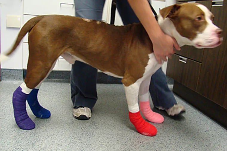 Stem cells helped heal a dog's crippling injuries - maybe
