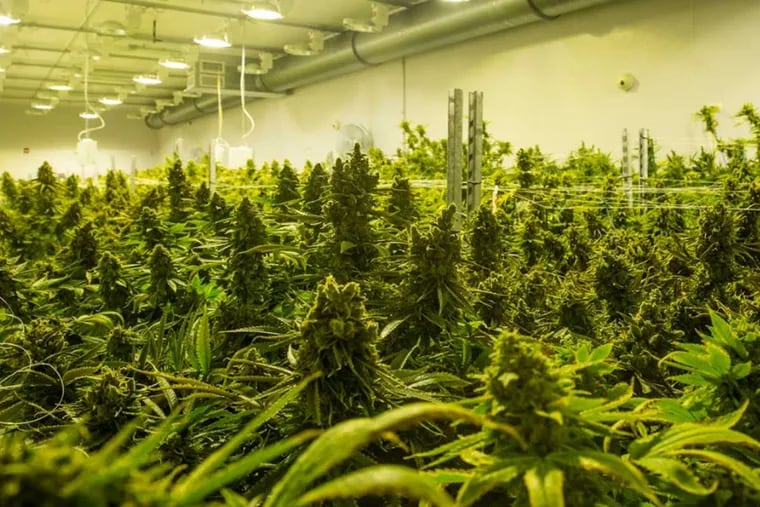 Marijuana growing at a Cresco Labs plant in Illinois.
