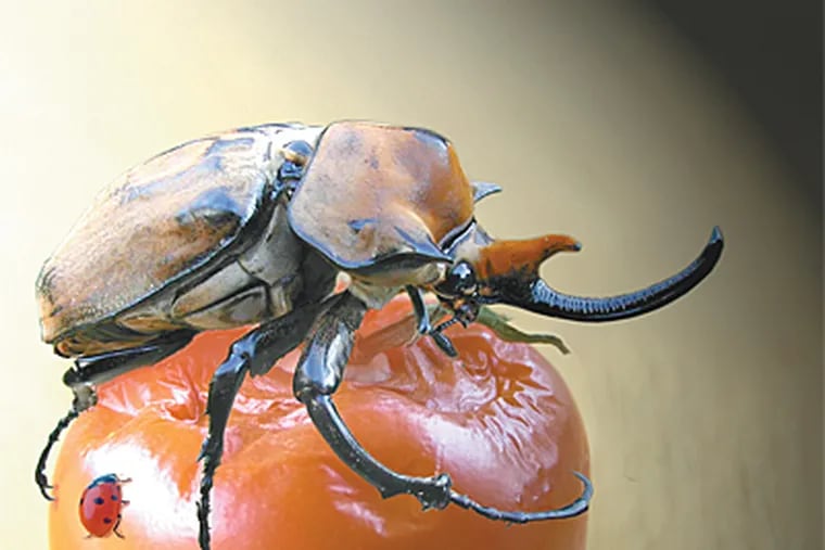 A giant male beetle (top), sits above a ladybug.
