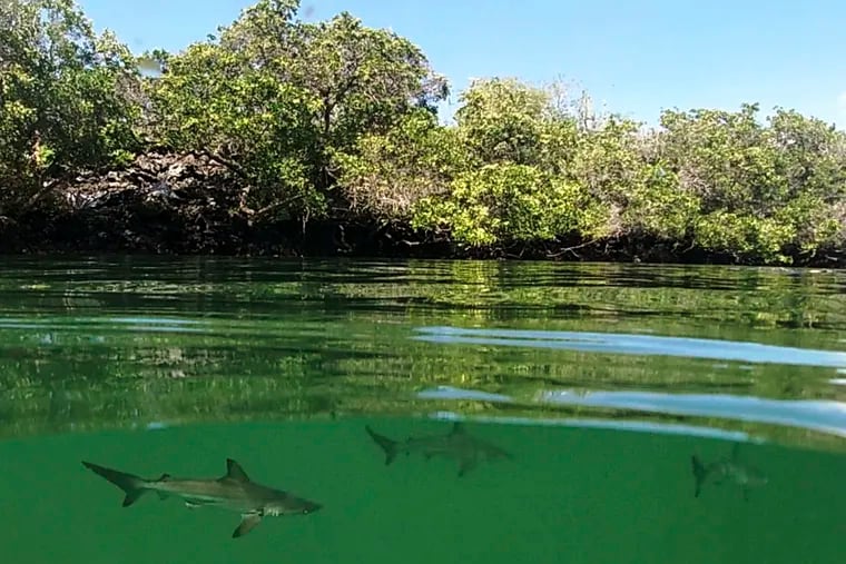 This Feb. 25, 2019 handout photo provided by the Galapagos National Park shows a hammerhead shark nursery which was recently discovered in Santa Cruz, Galapagos Islands, Ecuador. The International Union for the Conservation of Nature lists hammerhead sharks as endangered species that have suffered sharply declining numbers in recent years around the world.