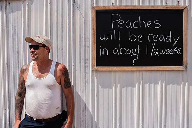 Tom Holtzhauser, a peach grower in Mullica Hill, New Jersey, says that this year's crop is about a week and a half behind typical years because of the harsh winter. Holtzhauser grows 35 varieties of peachs on 144 acres. ( MATTHEW HALL / Staff Photographer )