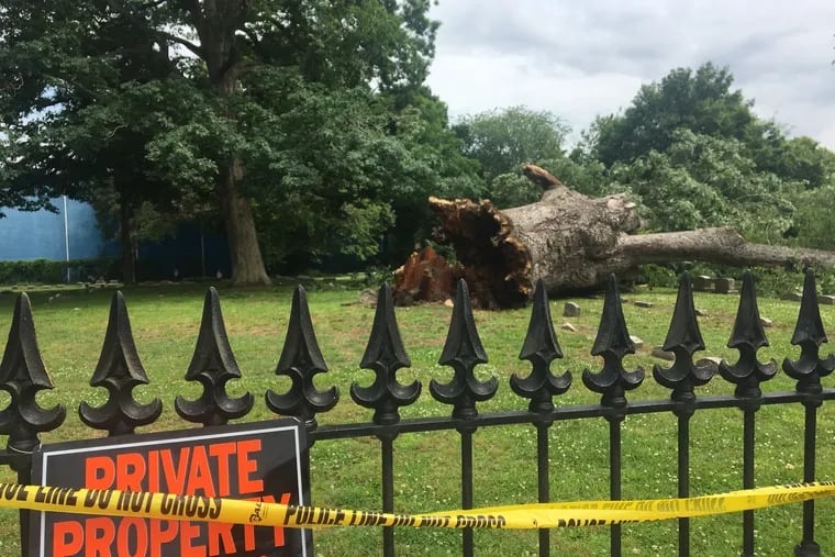 The nearly 600-year-old Salem Oak toppled over about 6 p.m. Thursday in the Salem Friends Burial Ground.