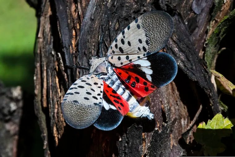 File: An adult winged spotted lanternfly at a vineyard in Kutztown, Pa.