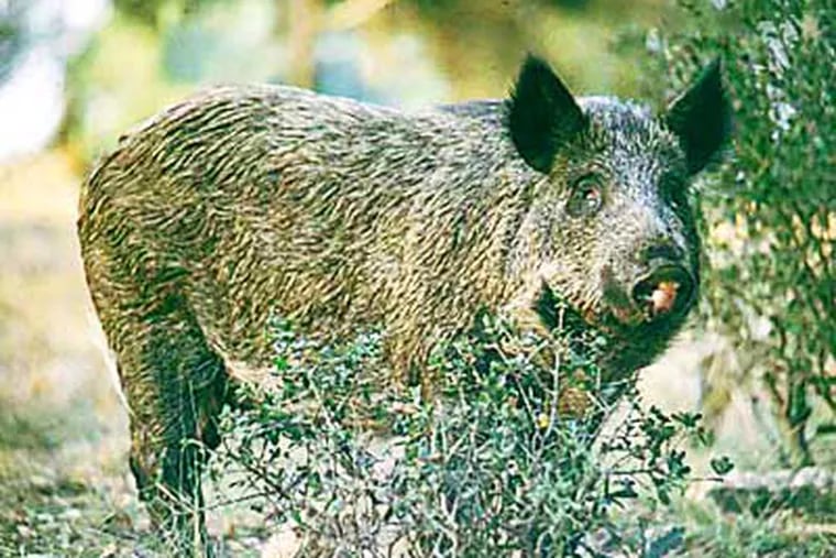 Feral Swine have been found in at least 14 counties in Pennsylvania.