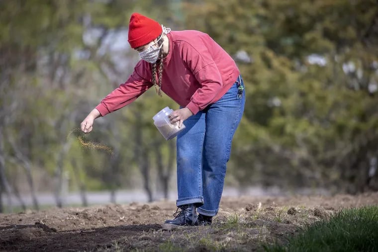 Dream of Wild Health's Amber Raven sowed seeds on the Minneapolis nonprofit's 10-acre organic farm in Hugo. The organization's reach will soon expand. Elizabeth Flores / Star Tribune