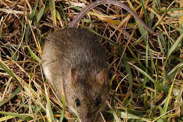 Rice rats like this one can swim, but the flooding after Hurricane Sandy was too much for them. As a result, birders are seeing a scarcity of the species that depend on the rats for food. (Paul Ranney)