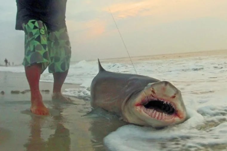 "Shark Tony" stands next to his catch on the 58th Street beach in Ocean City, NJ. on Wednesday, Aug. 15, 2012.  He released the seven-foot thresher shark back into the water soon after. (Mark Miedama / Special to the Inquirer)