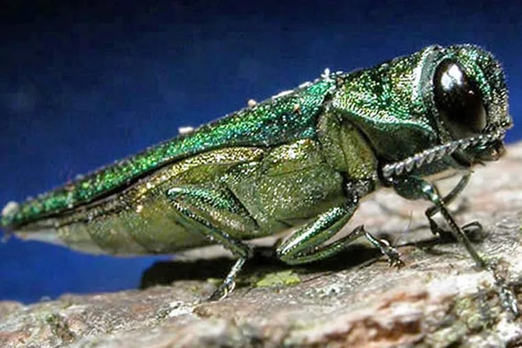This undated file photo provided by the Minnesota Department of Natural Resources shows an adult emerald ash borer. North Dakota
officials are trying to raise awareness of the emerald ash borer and
prevent its spread into the state, which has about 78 million ash trees. Foresters in 30 cities and state parks will be tying ribbons along with informational fliers to publicly owned ash trees next week. (AP Photo/Minnesota Department of Natural Resources, File)