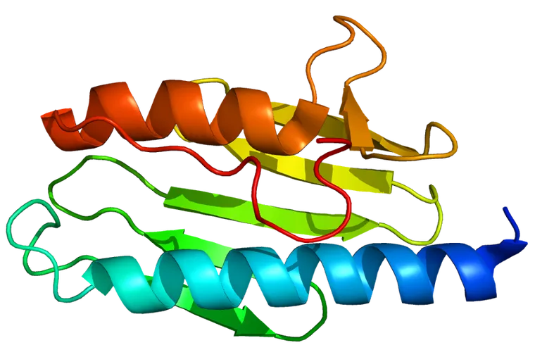 Chondrial Therapeutics of Bala Cynwyd has raised $25.7 million to research an investigational drug to treat Friedreich’s Ataxia. Illustration depicts the structure of the FXN protein, frataxin.