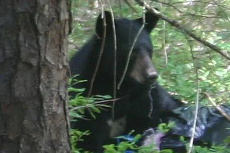 In 2012, a black bear was spotted near a Waterford Township elementary school. (Waterford Township Police)