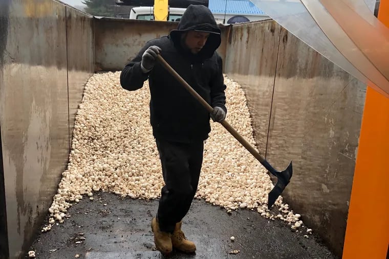 Worker at Kennett Square mushroom grower Caputo & Guest disposes of unsold mushrooms after restaurants, cafeterias and cruise ships closed down due to coronavirus restrictions