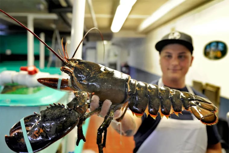 Manager Michael Giles displays a really large crustacean at the Lobster House Fish Market in Cape May July 28, 2014, a right-off-the-boat market and restaurant, one of the top places on the East Coast in terms of the amount of scallops, clams, shrimp, fin fish and other species.