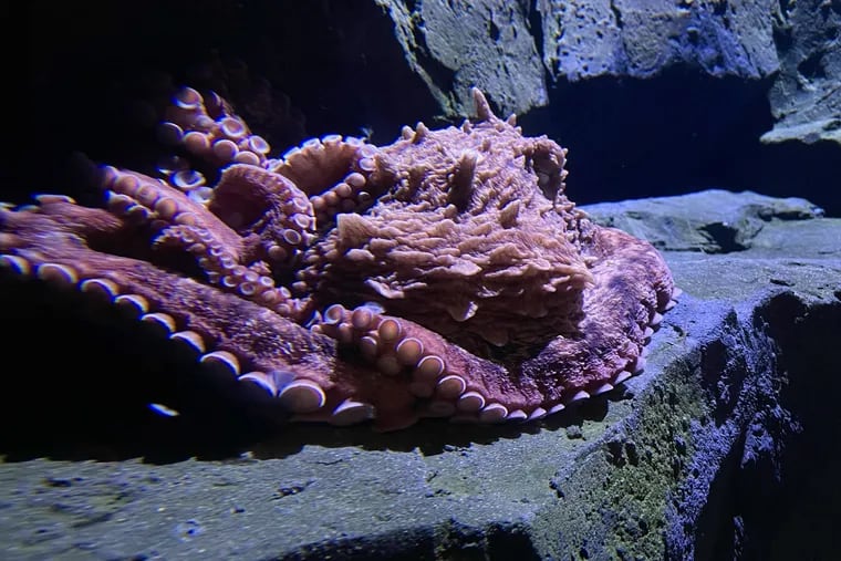 Charlie, the giant Pacific octopus, inside its new home at Camden's Adventure Aquarium.