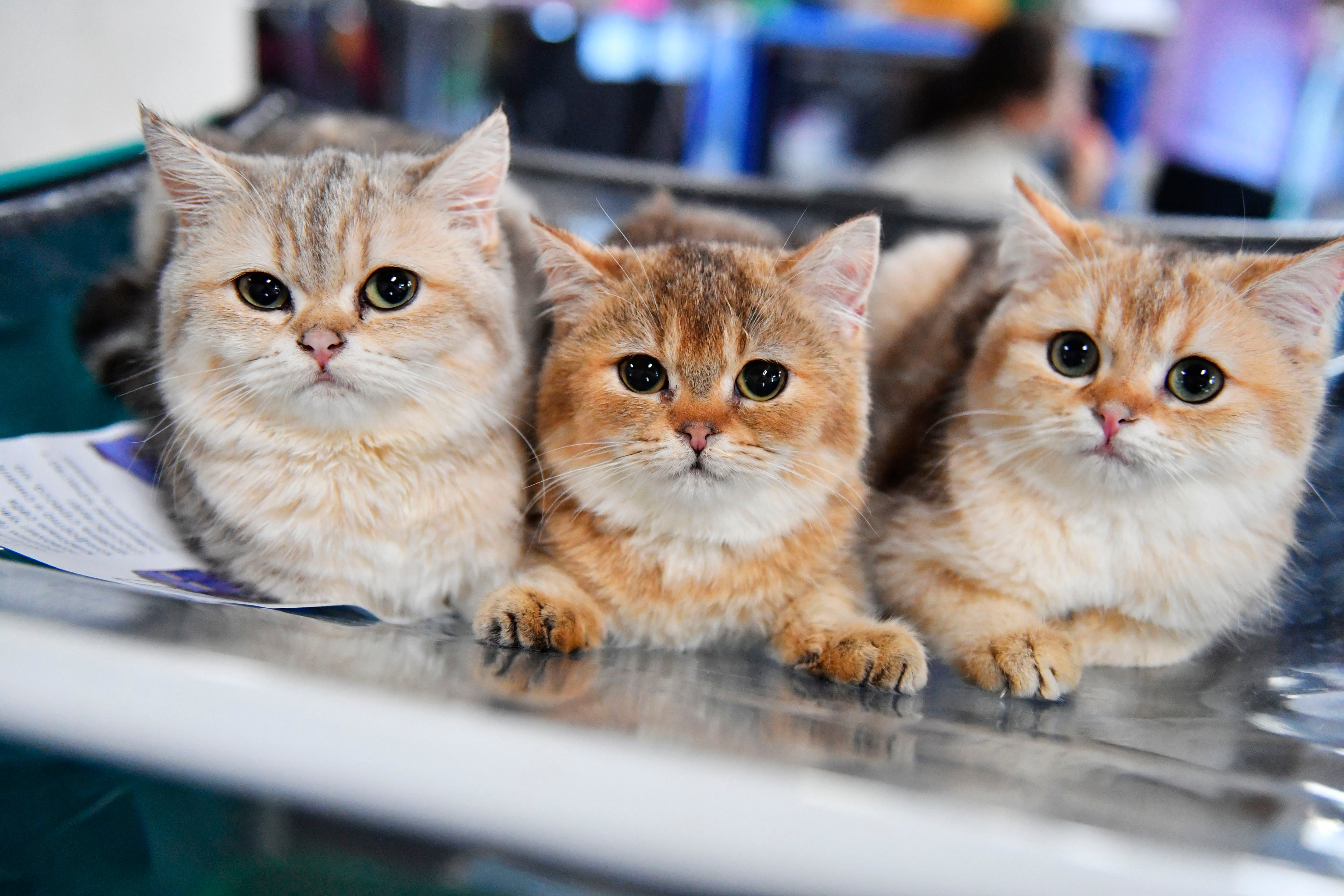 International Cat Federation bans Russian cats from competitions