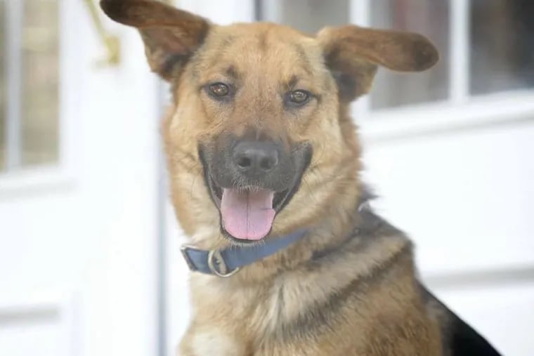 Ted, a 7 1/2-year old male German shepherd  was located 40 days after he escaped from a Laurel Springs, N.J., kennel.