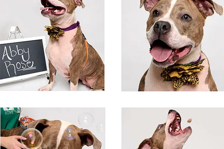 Abby Rose is a 21/2-year-old blue brindle Pit Bull available for adoption at the Delaware County SPCA in Media. She is one of the dogs the shelter featured in its recent &quot;photo booth&quot; promotion.