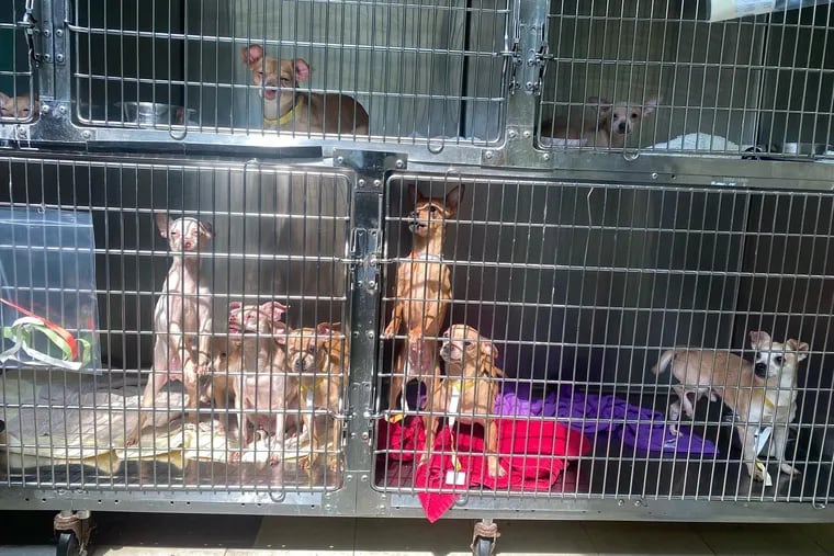 The PSCPA rescued more than 70 dogs, most of which were Chihuahua-type mixes, from a home in Kensington on Thursday, May 11. The dogs were transported to the organization's Philadelphia headquarters, and will be made available for adoption.