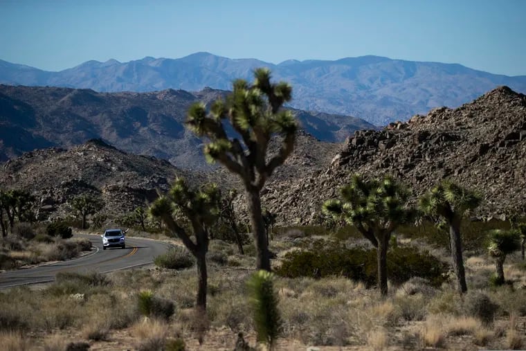 FILE - In this Jan. 10, 2019, file photo, a car drives along the road at Joshua Tree National Park in Southern California's Mojave Desert. National parks across the United States are scrambling to clean up and repair damage that visitors and storms caused during the recent government shutdown while bracing for the possibility of another closure ahead of the busy Presidents Day weekend later this month.