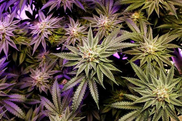 A marijuana plant grows under artificial light at an indoor facility in Portland, Maine. 
(AP Photo/Robert F. Bukaty, File)